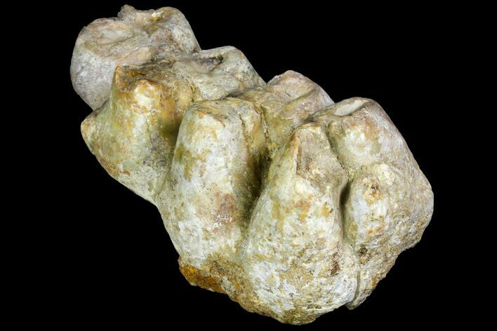 Gomphotherium (Mastodon Relative) Molar - France #139356
